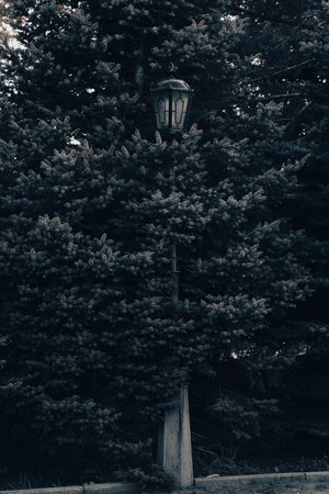 Street lamp background of a blue spruce