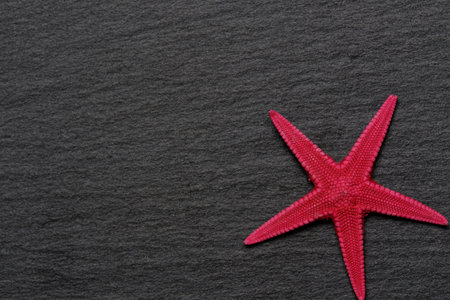 Background with slate stone texture and red starfishの写真素材