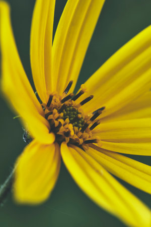 Yellow flower with petals closeup on macro photo with green background