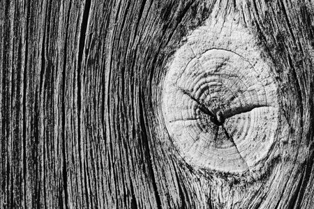 Woody texture old sawn stump. Natural background in macro photoの写真素材