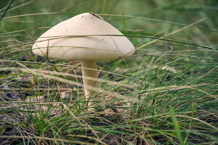 Mushroom in forest background of grass