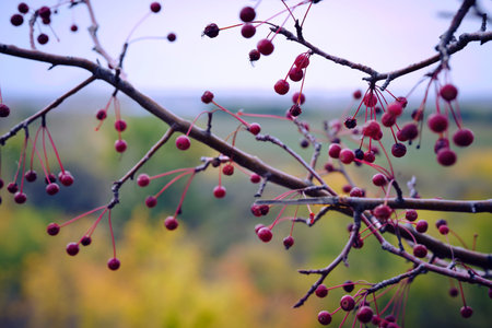 Apples ranetki background yellow autumn foliageの写真素材