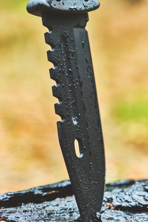 Wet, military tactical knife is stuck trunk fallen burnt tree in the forest