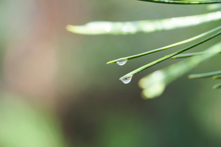 Hanging raindrops on pine needles