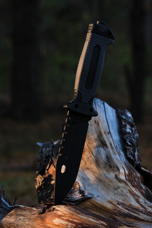 Tactical tourist knife stuck into tree stump against background sunset in forest
