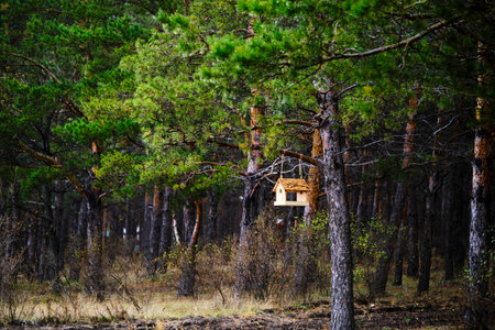 Bird feeder is suspended from pine branch in forestの写真素材