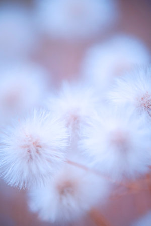 Nature delicate background with white fluffy flowerの写真素材