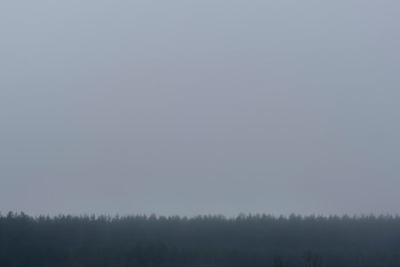 Pine forest in thick fog. Pine tops in dense fogの写真素材
