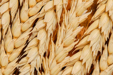 Background of wheat ears in closeupの写真素材