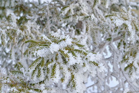 Green branches of the spruce and needles are covered with snow crystals and frost after severe...