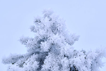 Green branches of the spruce and needles are covered with snow crystals and frost after severe...