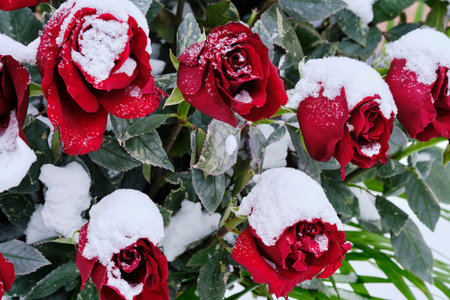 Red rosebuds are covered with snow in winterの写真素材