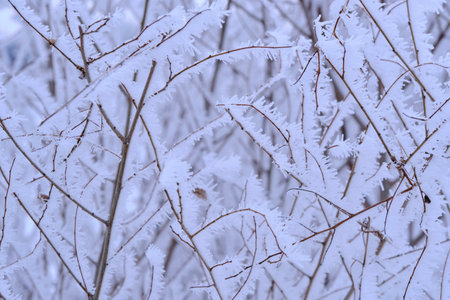 Branches tree are covered with snow crystals and frost after severe winter frost