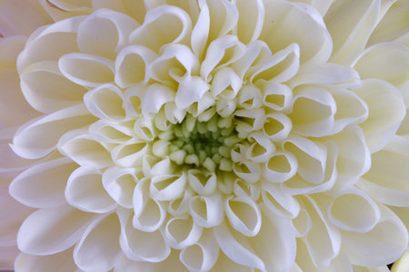 White chrysanthemum close-up, floral background.の写真素材
