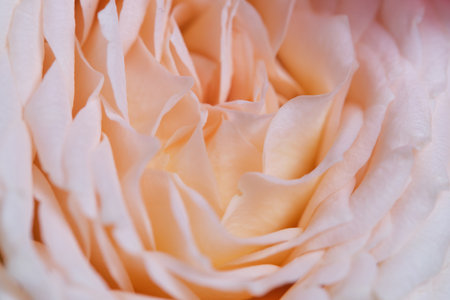 Close up of pale beige rose petals, soft focusの写真素材