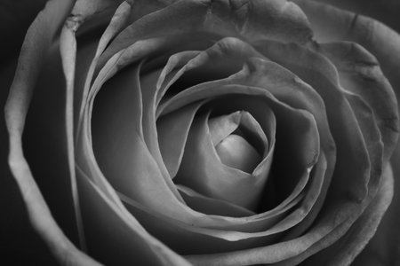 close up of black and white rose petals, monochromeの写真素材