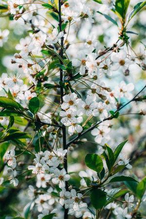 Beautiful blooming branch of cherry tree with white flowers in springの写真素材
