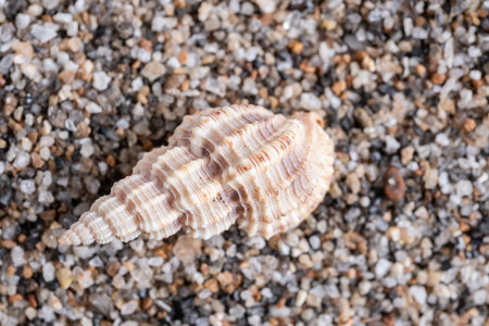 Sea shell on the sand. Shallow depth of field. Selective focus.