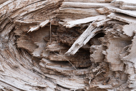 Background is made torn wood fibers