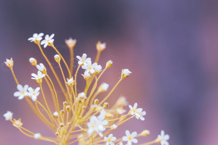 Small white flowers on blurred background, shallow depth of field, selective focus.の写真素材