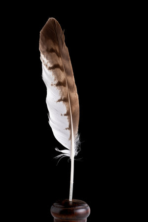 Bird of prey feather on a black backgroundの写真素材