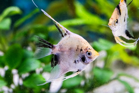 Closeup of a angelfish swimming in an aquarium.の写真素材