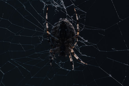 Spider in the web on a dark background. Macro. Close-upの写真素材