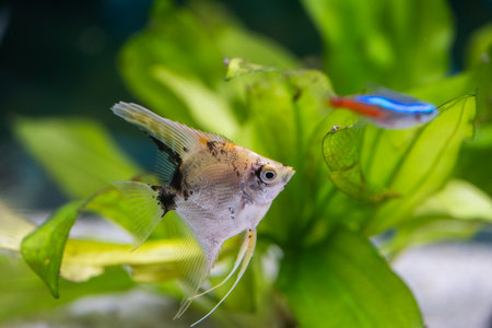 close up of a small fish in an aquarium with green plants.の写真素材