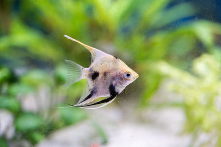 Pterophyllum scalare, also known as the goldfish.の写真素材