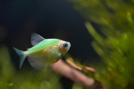 Aquarium fish swimming in water.