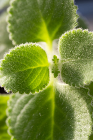 Close up of young green plant in a pot. Macro photo.の写真素材