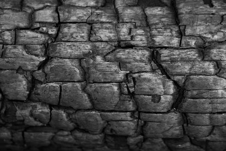 Black and white background with burnt wood texture. Texture of charred wood in   grunge style.の写真素材