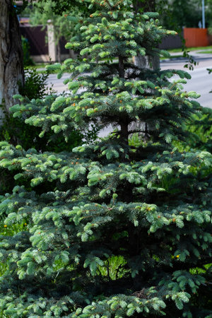 Green spruce tree in the city. Close-up photo.の写真素材