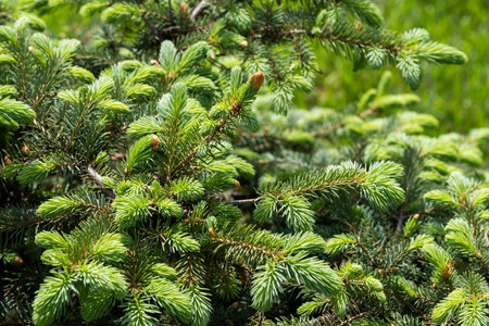 Green spruce branches close-up in the forest. Natural backgroundの写真素材