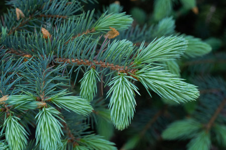 Green spruce branches close-up. Natural background for design.の写真素材