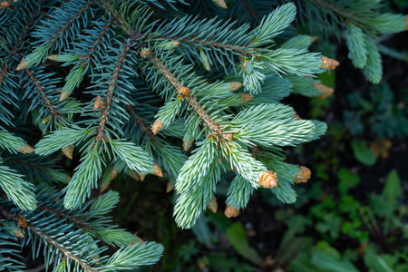 Green spruce branches with cones close-up. Nature background.