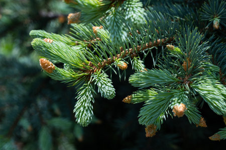 Green spruce branch with cones close-up. Nature background.の写真素材