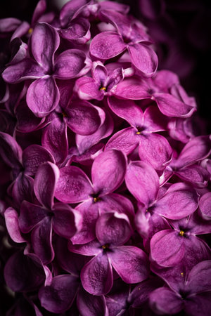 Beautiful lilac flowers as background. Macro.の写真素材