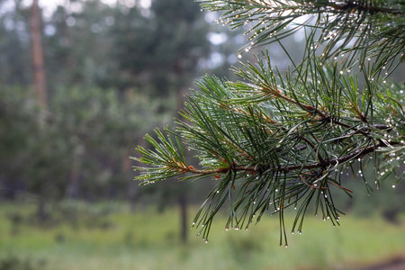Raindrops on the branches of a pine tree in the forest.の写真素材