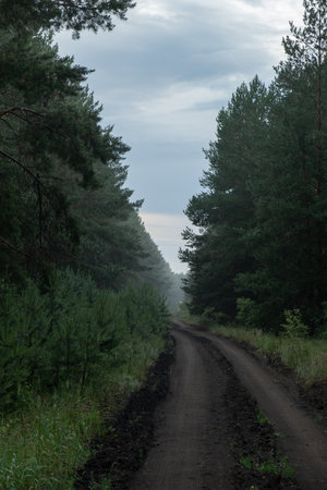 Dirt road in   pine forest in  early morning.の写真素材