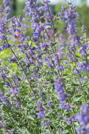 Lavender flowers in the summer garden. Closeup.の写真素材