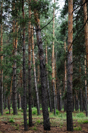 Pine trees in forest in  summer. Nature background.の写真素材