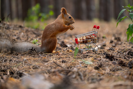 Squirrel with a shopping cart on the ground in the forest.