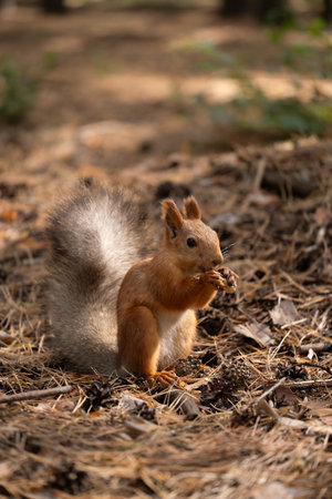 Squirrel eating a nut in the forest. Close-up.