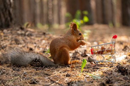 Squirrel with a shopping trolley in the forest. Eurasian red squirrel, Sciurus vulgaris