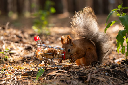 Squirrel with a small shopping cart in the forest. Autumn season.