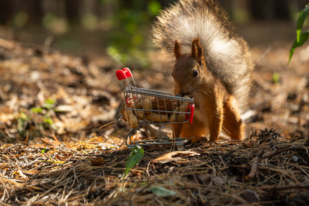 Squirrel with a small shopping cart on the ground in the forest