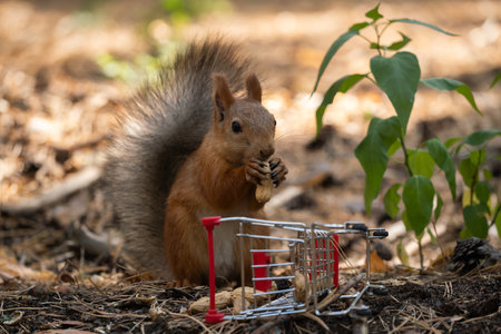 Squirrel with a shopping cart in the park. Autumn season.