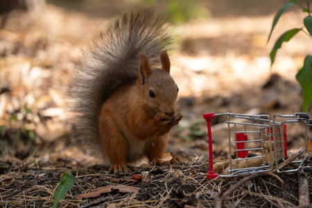 Squirrel in  park eats nuts from  shopping cart on  sunny day.の写真素材