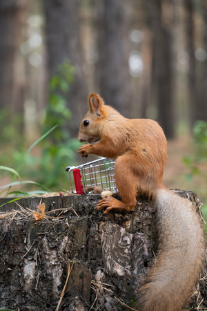 Squirrel with  shopping cart on  tree stump in  forest. Side view.